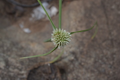 Cyperus kyllingia